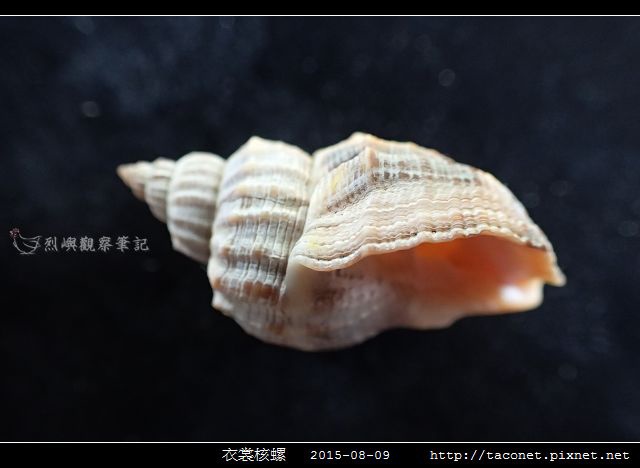衣裳核螺_06.jpg