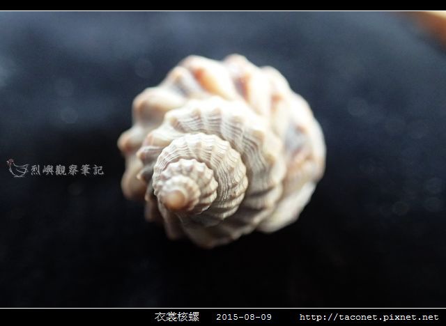 衣裳核螺_05.jpg