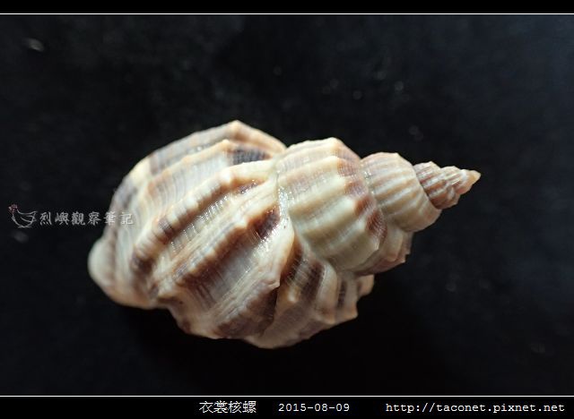 衣裳核螺_04.jpg
