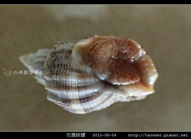 衣裳核螺_03.jpg