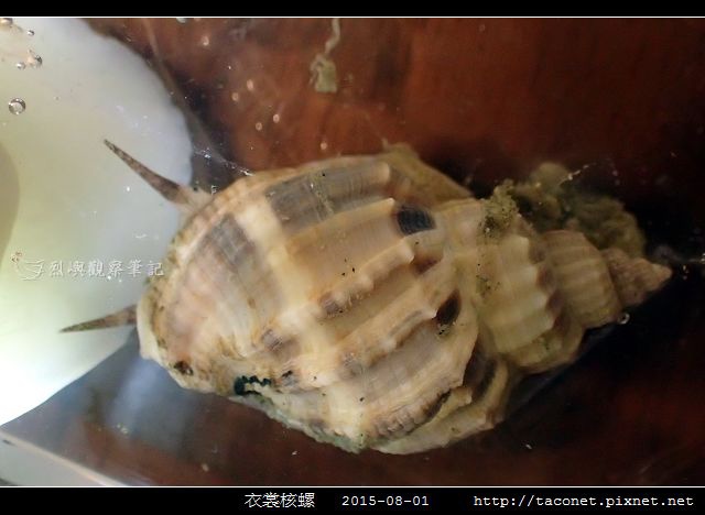 衣裳核螺_02.jpg