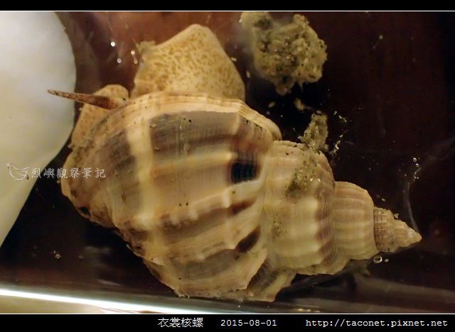 衣裳核螺_01.jpg