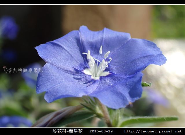 旋花科-藍星花_11.jpg