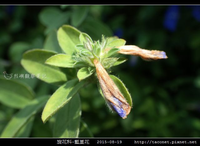 旋花科-藍星花_15.jpg