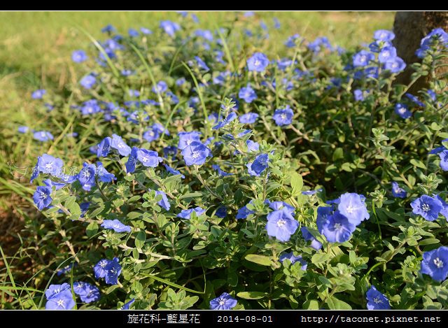 旋花科-藍星花_01.jpg
