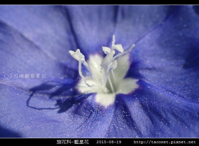 旋花科-藍星花_13.jpg
