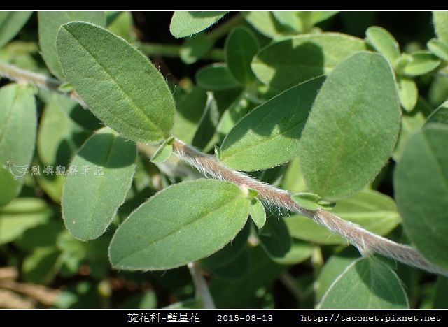 旋花科-藍星花_12.jpg