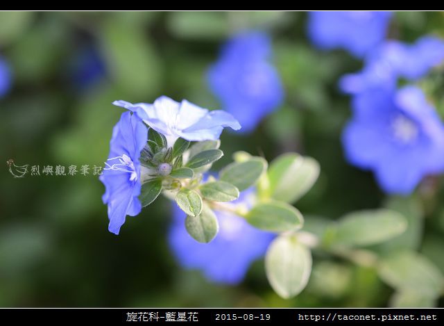 旋花科-藍星花_07.jpg