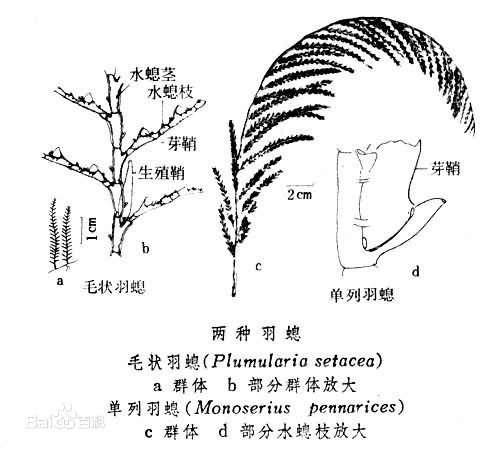 d0c8a786c9177f3eb01f2a0c72cf3bc79f3d568c.jpg