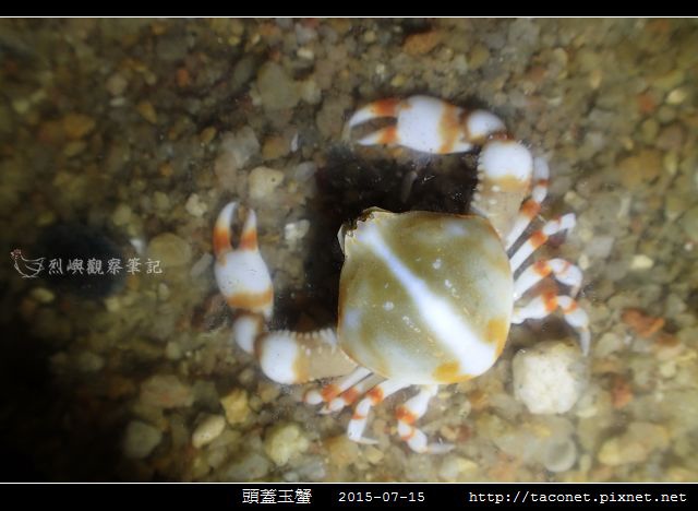 頭蓋玉蟹-02.jpg