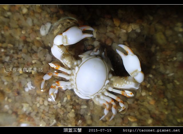 頭蓋玉蟹-03.jpg