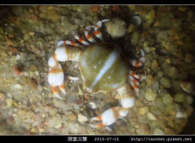 頭蓋玉蟹-01.jpg