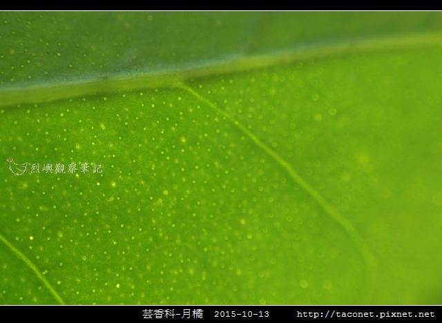 芸香科-月橘 _14.jpg