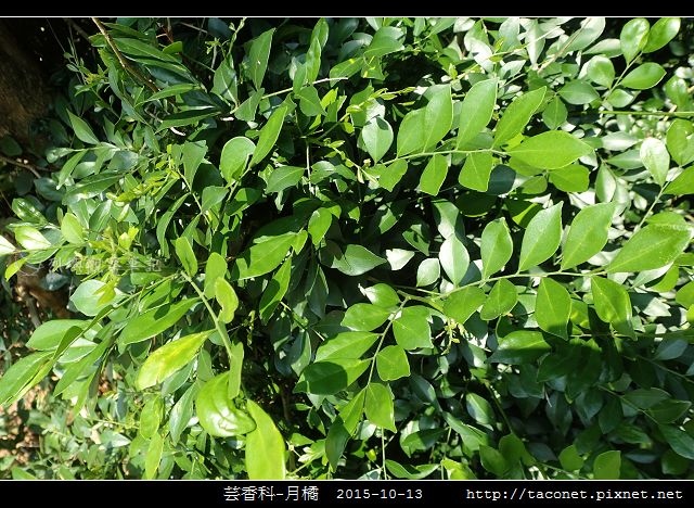 芸香科-月橘 _13.jpg
