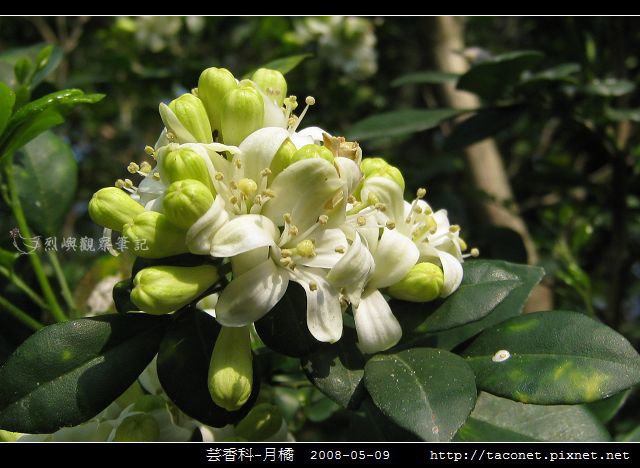 芸香科-月橘 _04.jpg