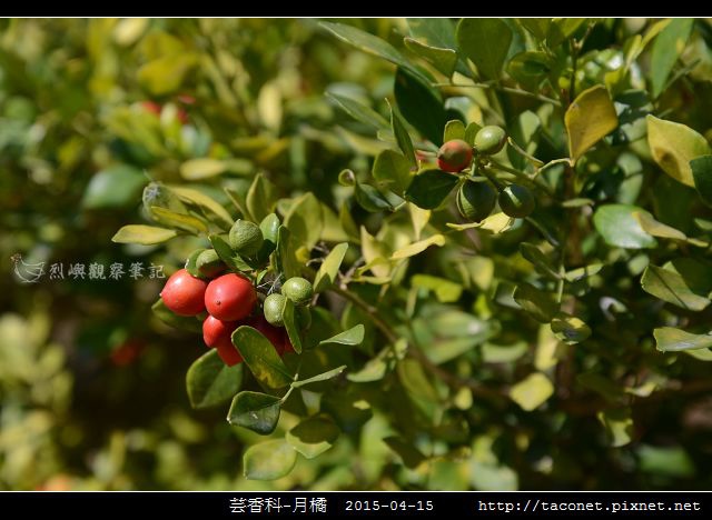 芸香科-月橘 _03.jpg