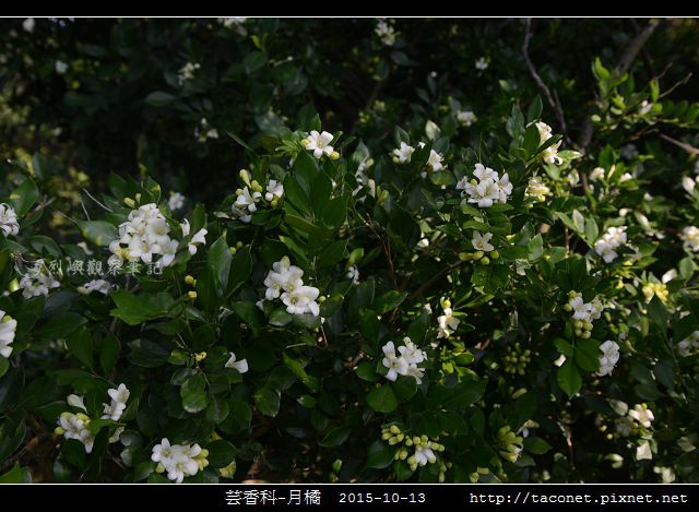 芸香科-月橘 _01.jpg