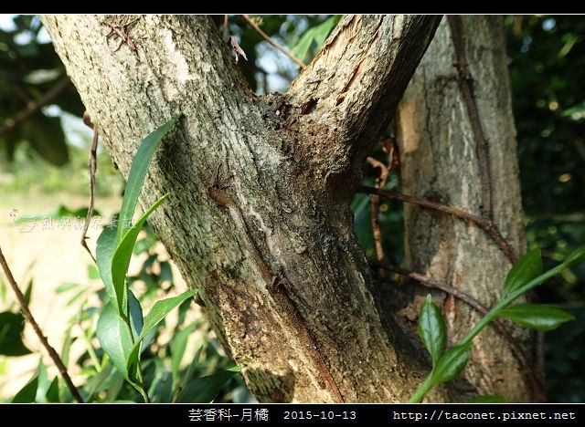 芸香科-月橘 _12.jpg