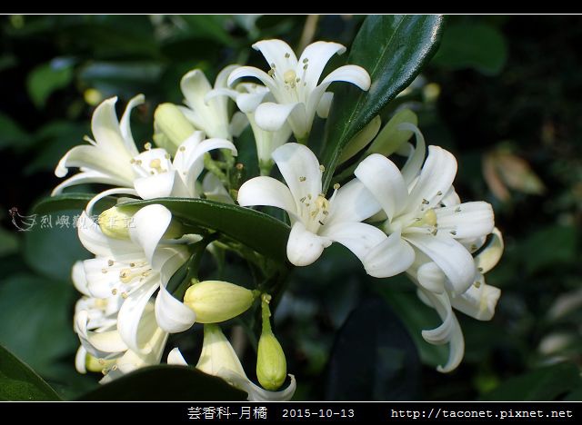 芸香科-月橘 _11.jpg