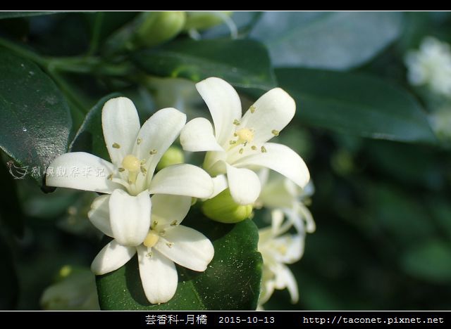 芸香科-月橘 _10.jpg