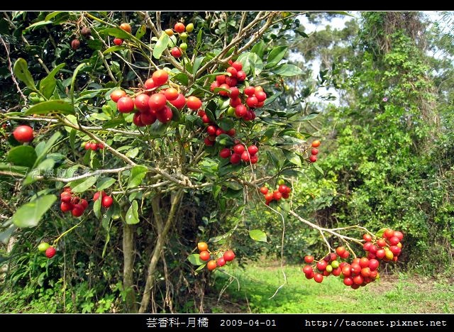 芸香科-月橘 _09.jpg