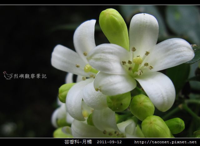 芸香科-月橘 _08.jpg