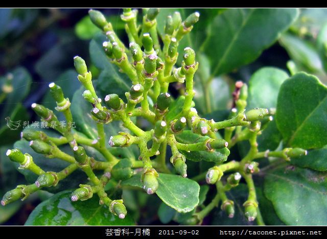 芸香科-月橘 _07.jpg