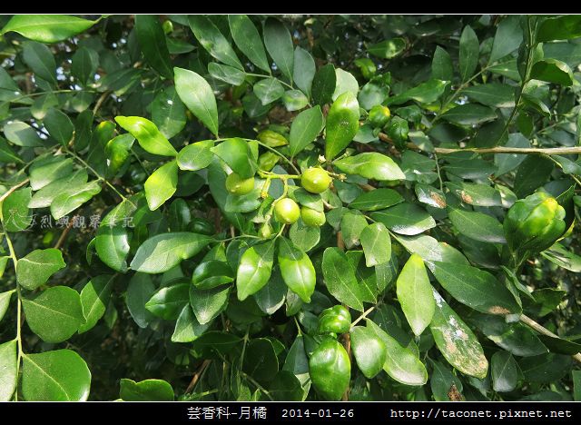 芸香科-月橘 _06.jpg
