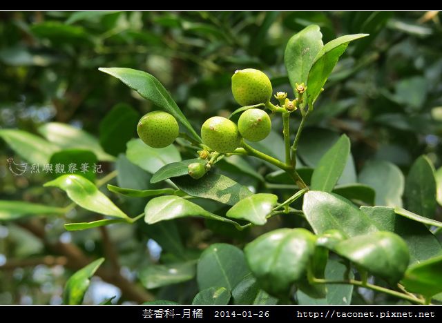 芸香科-月橘 _05.jpg