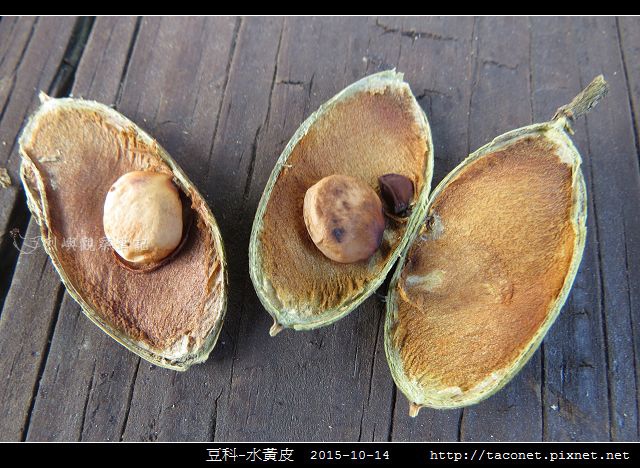 豆科-水黃皮_09.jpg