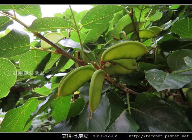 豆科-水黃皮_01.jpg
