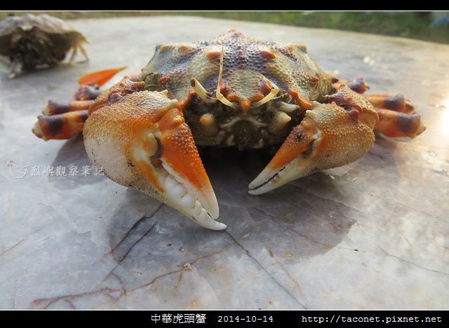 中華虎頭蟹_03.jpg