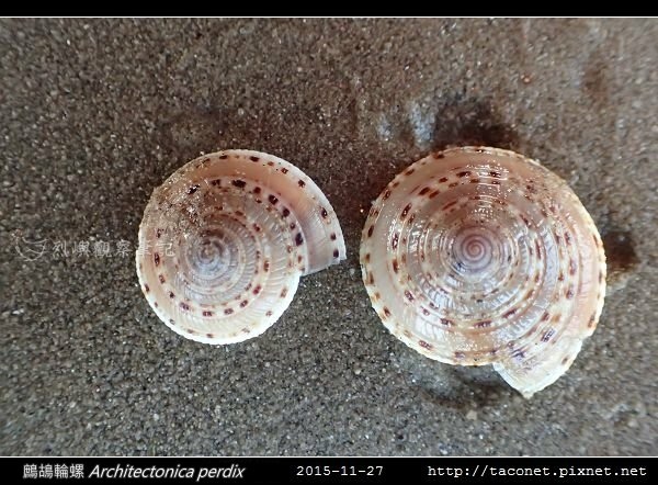鷓鴣輪螺 Architectonica perdix-02.jpg