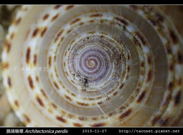 鷓鴣輪螺 Architectonica perdix-03.jpg