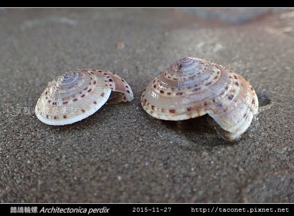 鷓鴣輪螺 Architectonica perdix-04.jpg
