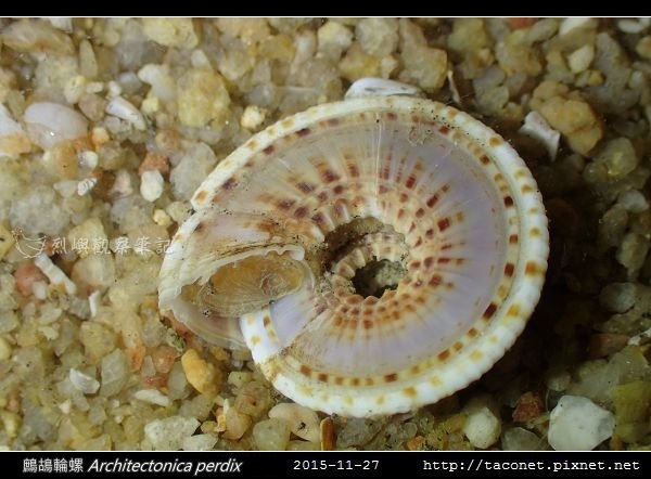 鷓鴣輪螺 Architectonica perdix-05.jpg