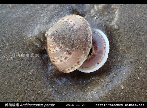 鷓鴣輪螺 Architectonica perdix-07.jpg
