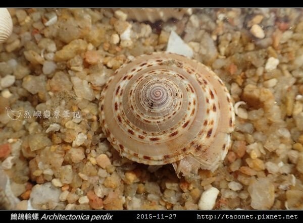 鷓鴣輪螺 Architectonica perdix-01.jpg