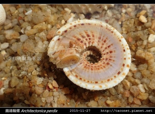 鷓鴣輪螺 Architectonica perdix-06.jpg