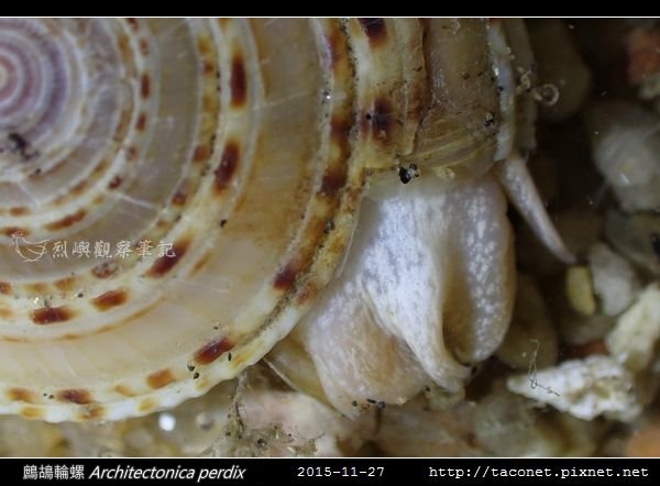 鷓鴣輪螺 Architectonica perdix-09.jpg