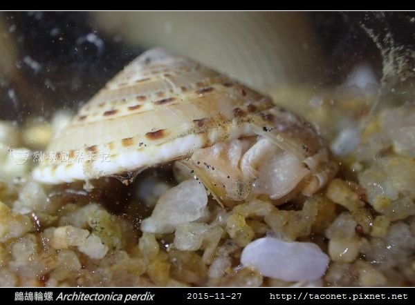 鷓鴣輪螺 Architectonica perdix-10.jpg