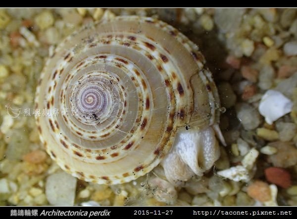 鷓鴣輪螺 Architectonica perdix-08.jpg