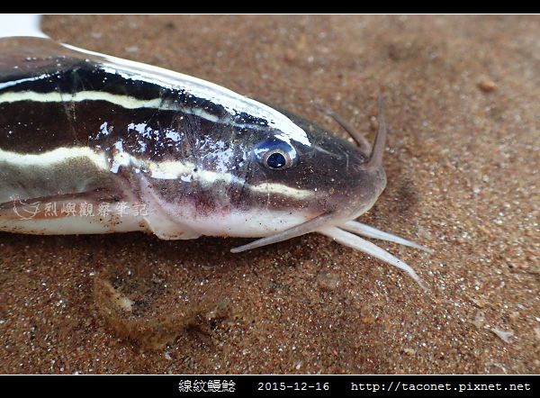 線紋鰻鯰_07.jpg