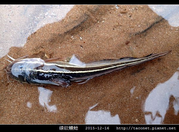 線紋鰻鯰_06.jpg