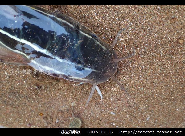 線紋鰻鯰_05.jpg