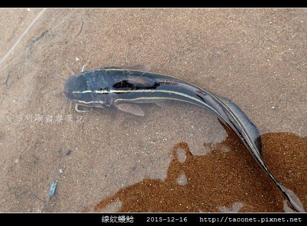 線紋鰻鯰_03.jpg