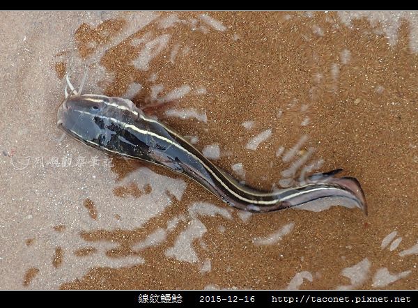 線紋鰻鯰_02.jpg