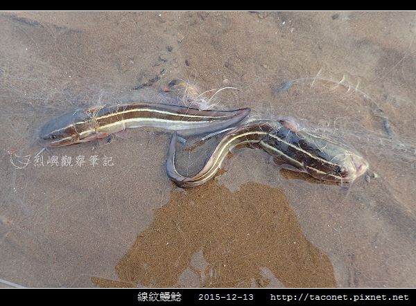 線紋鰻鯰_01.jpg