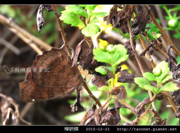 樺蛺蝶_05.jpg