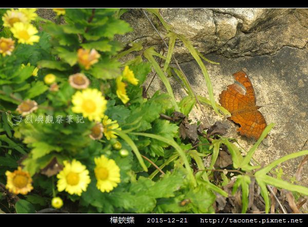 樺蛺蝶_03.jpg